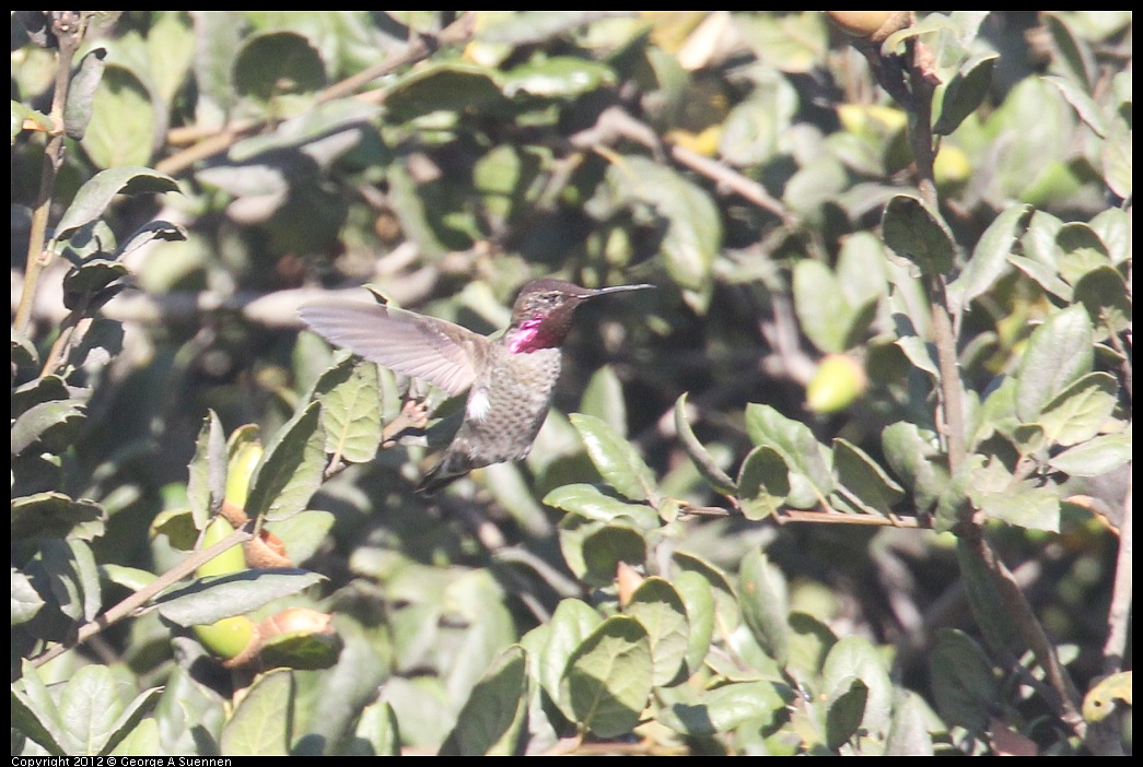 1006-155406-01.jpg - Anna's Hummingbird