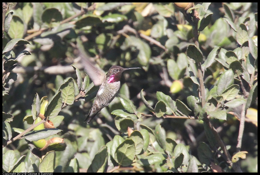 1006-155406-02.jpg - Anna's Hummingbird