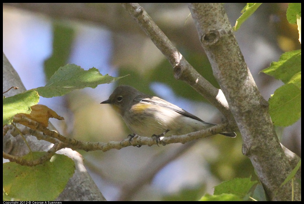 1006-160708-02.jpg - Yellow-rumped Warbler