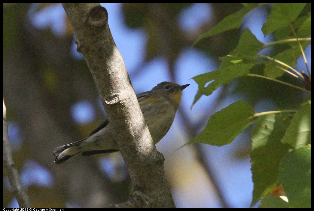 1006-160716-02.jpg - Yellow-rumped Warbler