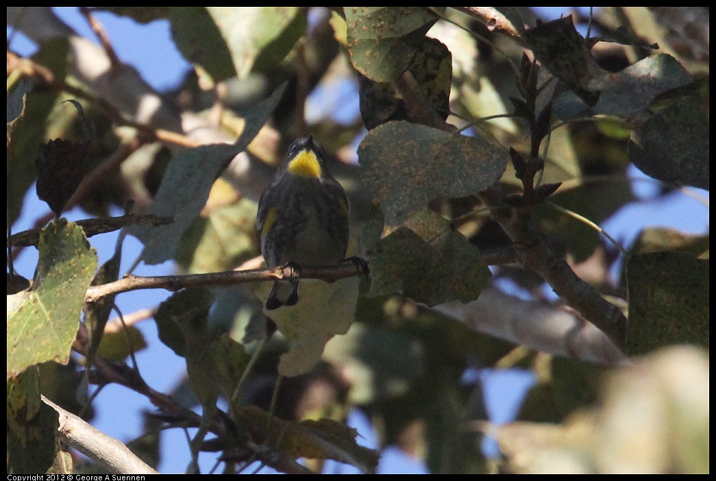 1006-160845-02.jpg - Yellow-rumped Warbler