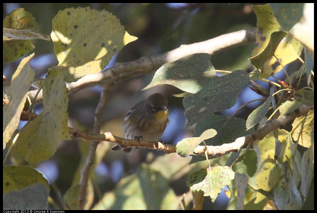 1006-160958-01.jpg - Yellow-rumped Warbler