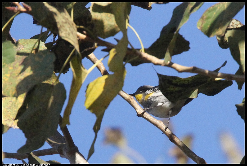 1006-161135-03.jpg - Yellow-rumped Warbler