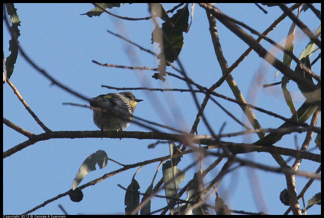 1006-162120-03.jpg - Yellow-rumped Warbler