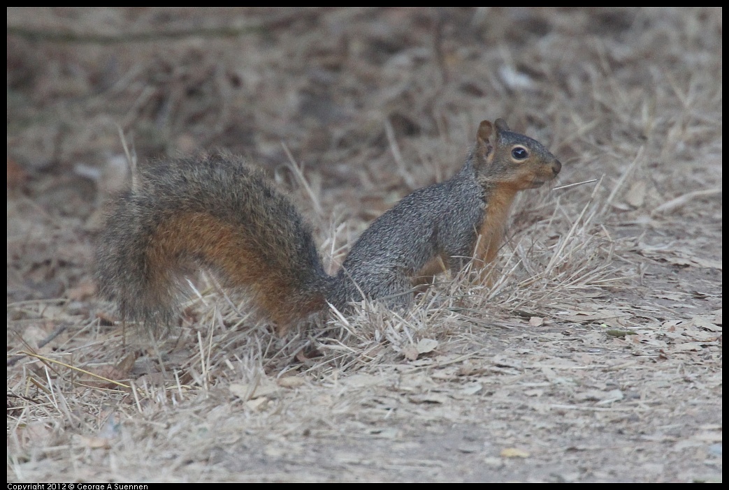 1006-163114-01.jpg - Squirrel