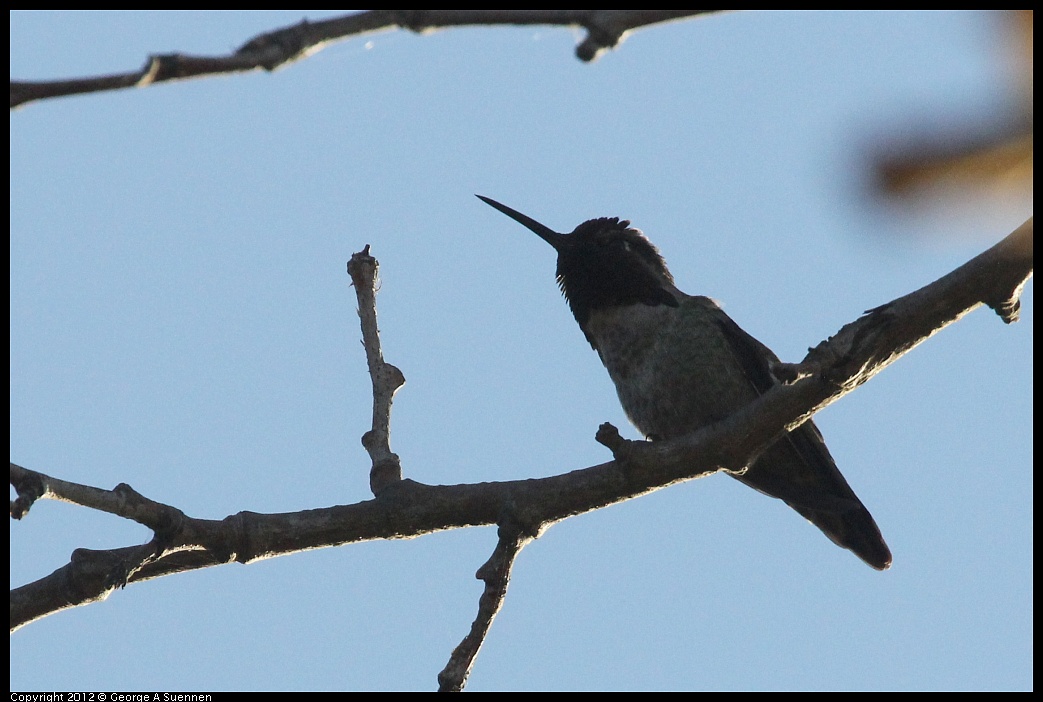 1006-165038-02.jpg - Anna's Hummingbird