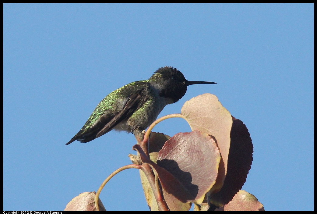1006-165358-01.jpg - Anna's Hummingbird