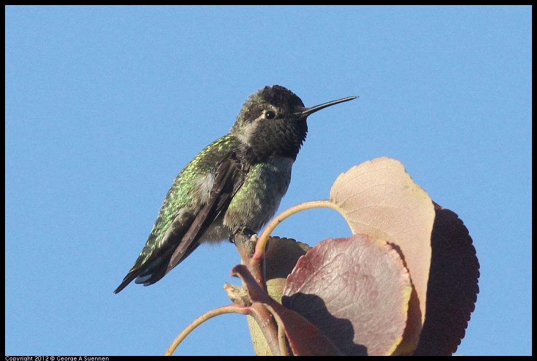 1006-165401-01.jpg - Anna's Hummingbird
