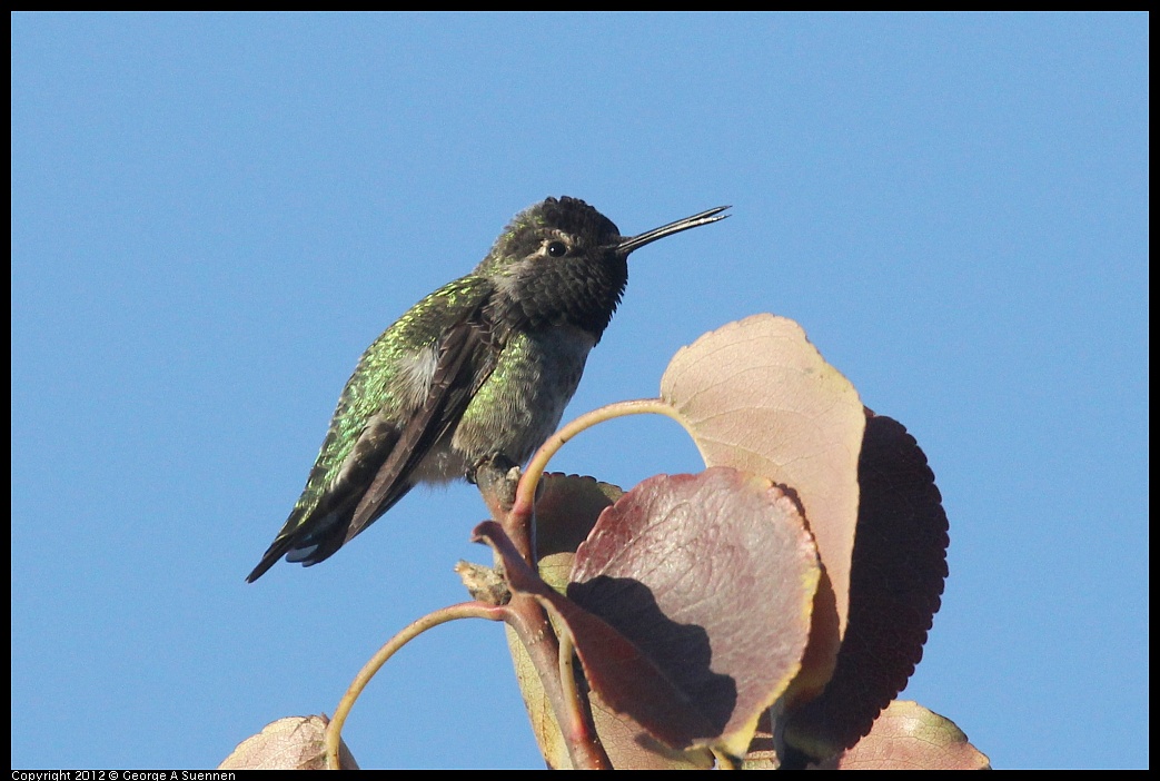 1006-165403-03.jpg - Anna's Hummingbird