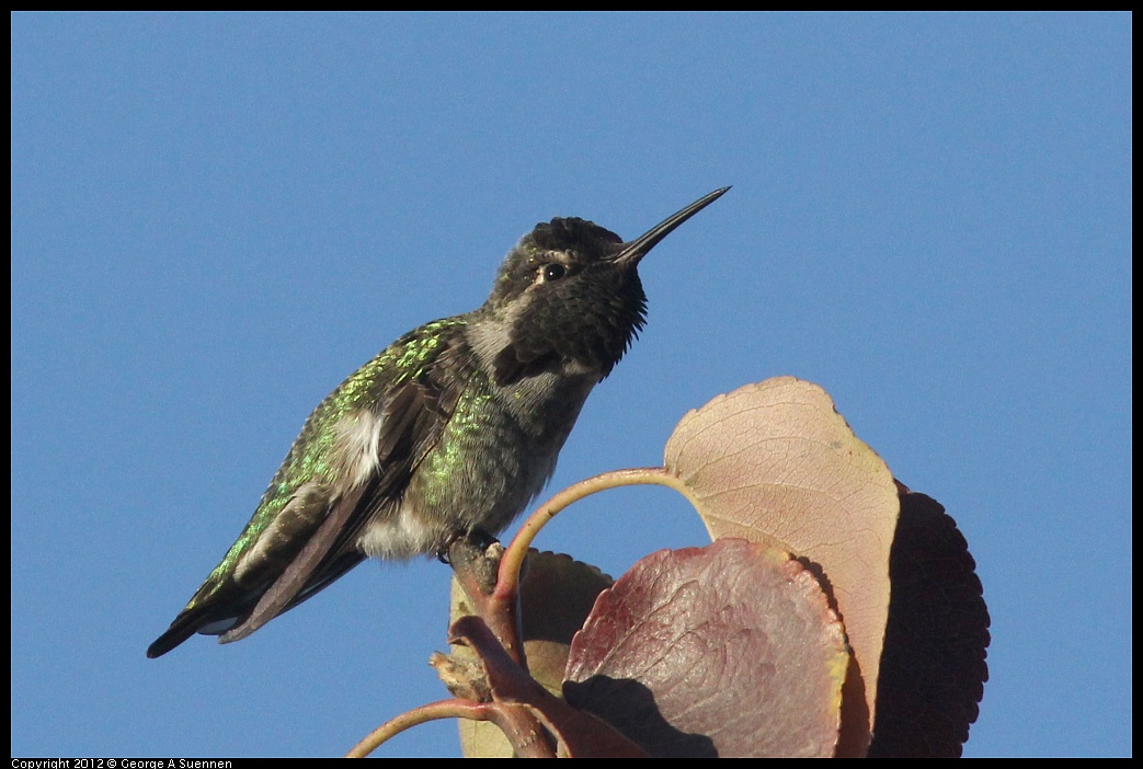 1006-165425-01.jpg - Anna's Hummingbird