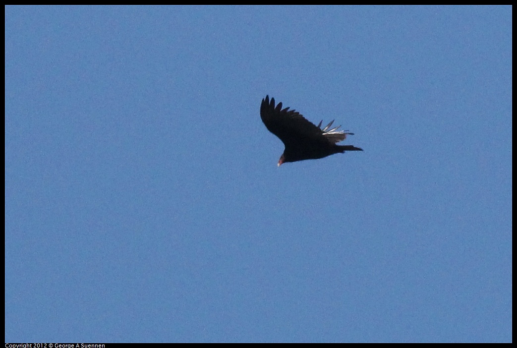 1013-095245-05.jpg - Turkey Vulture