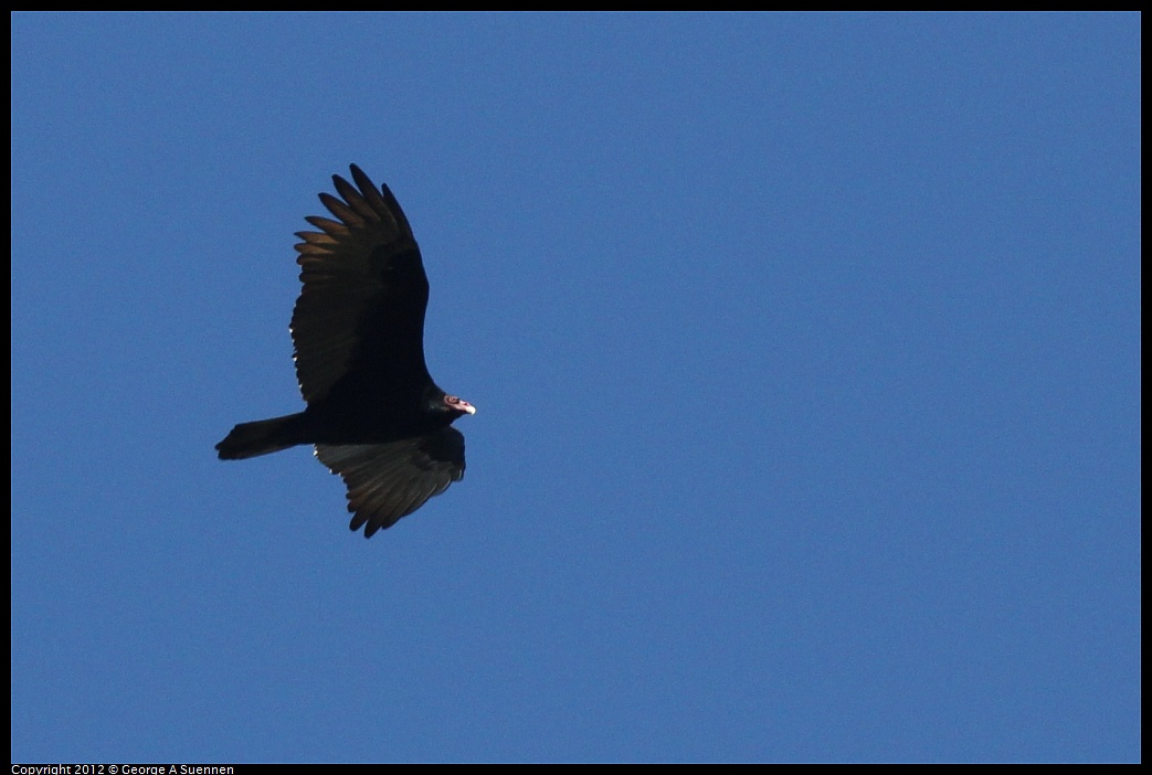 1013-101542-01.jpg - Turkey Vulture