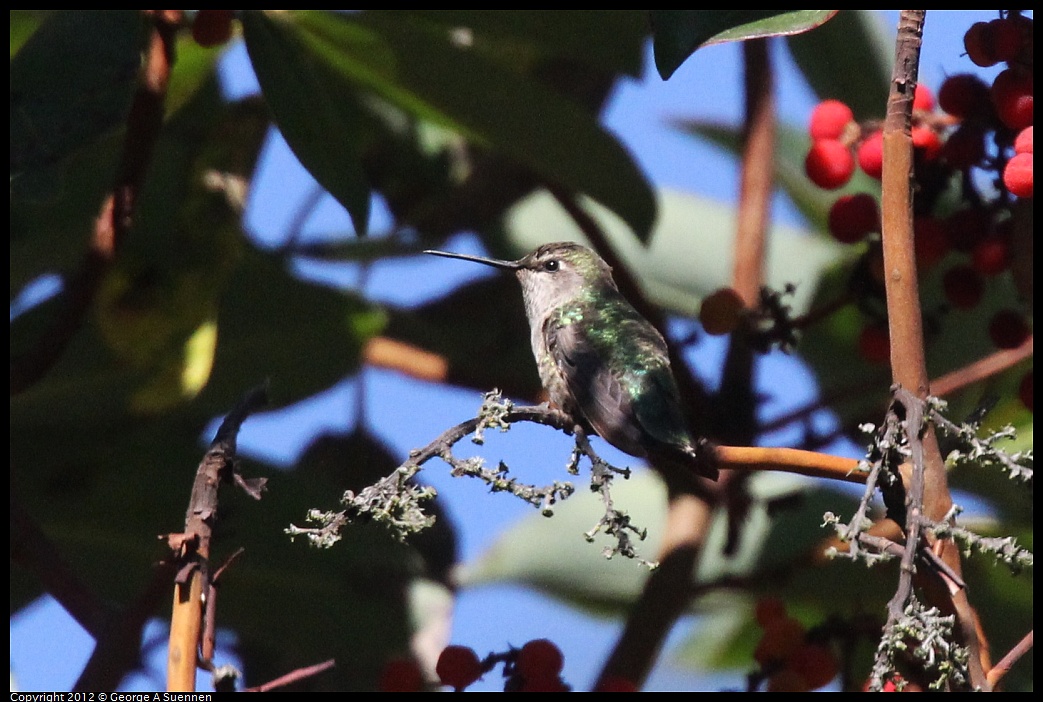 1013-102016-01.jpg - Anna's Hummingbird