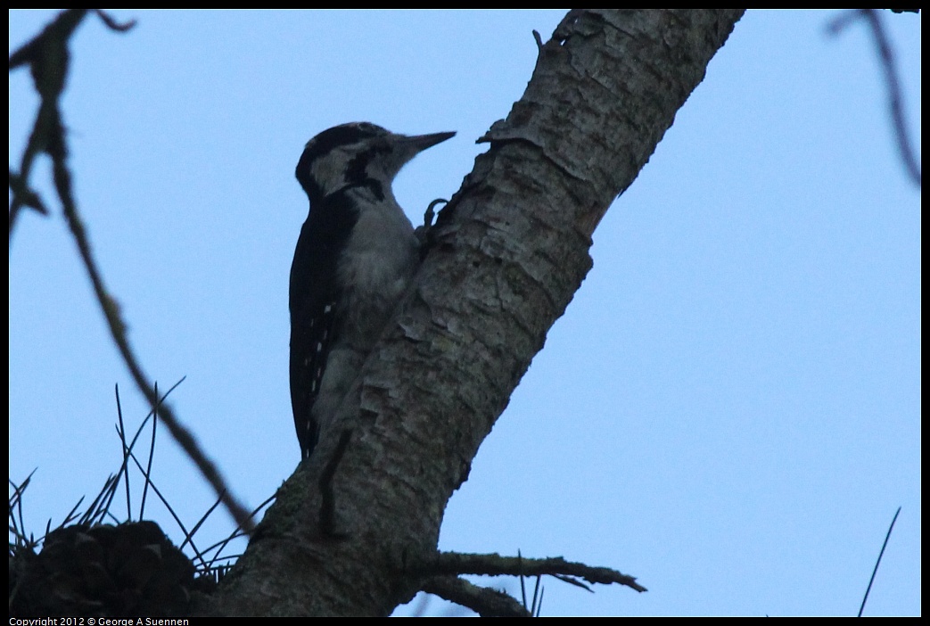 1013-104853-03.jpg - Hairy Woodpecker