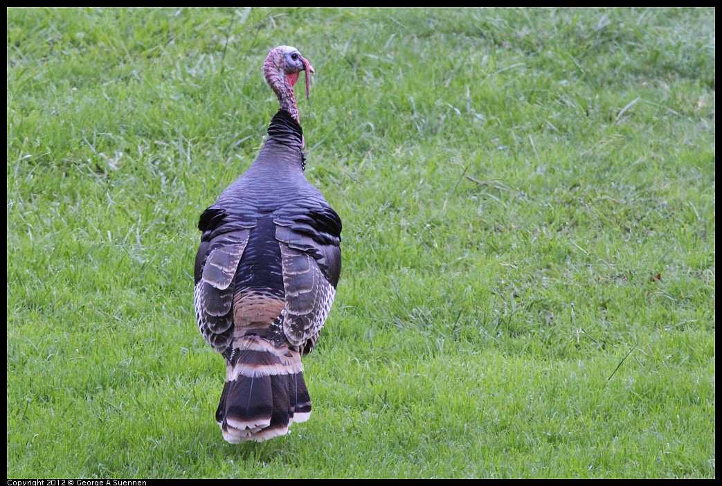 1018-073256-01.jpg - Wild Turkey