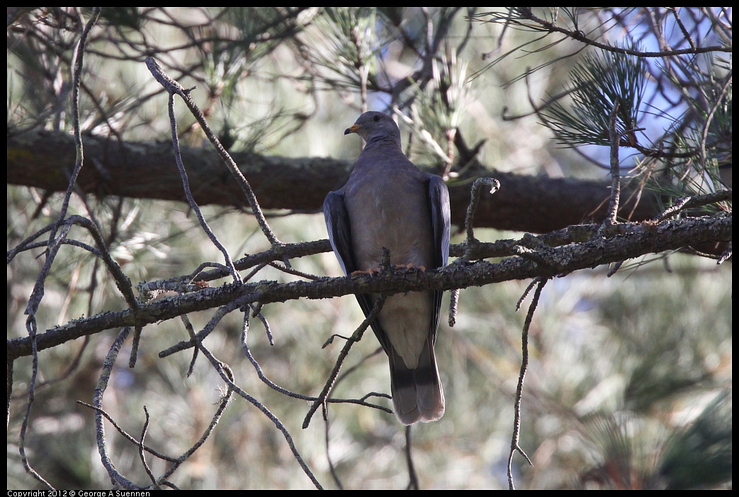 1018-090130-01.jpg - Band-tailed Pigeon