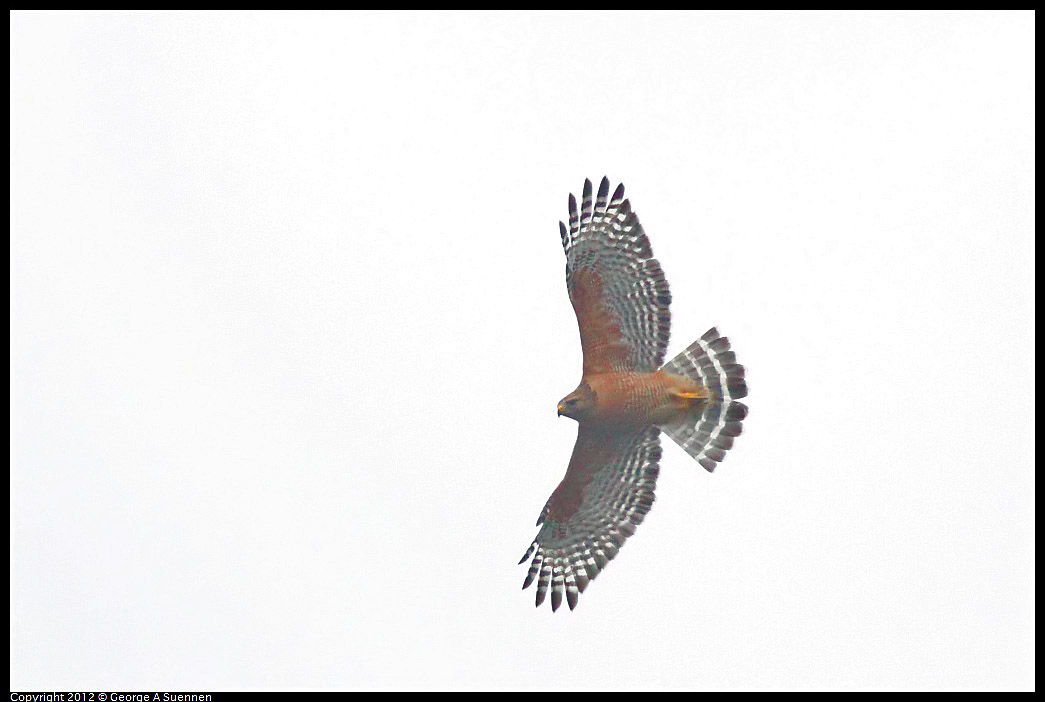 1020-101930-02.jpg - Red-shouldered Hawk