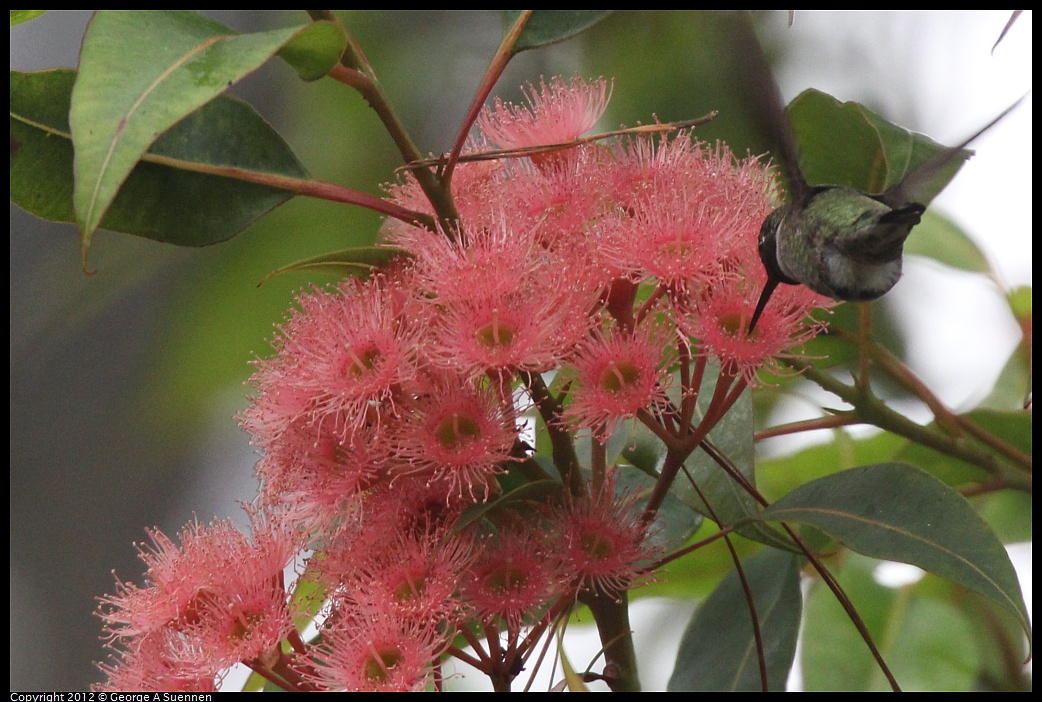 1020-105426-02.jpg - Anna's Hummingbird