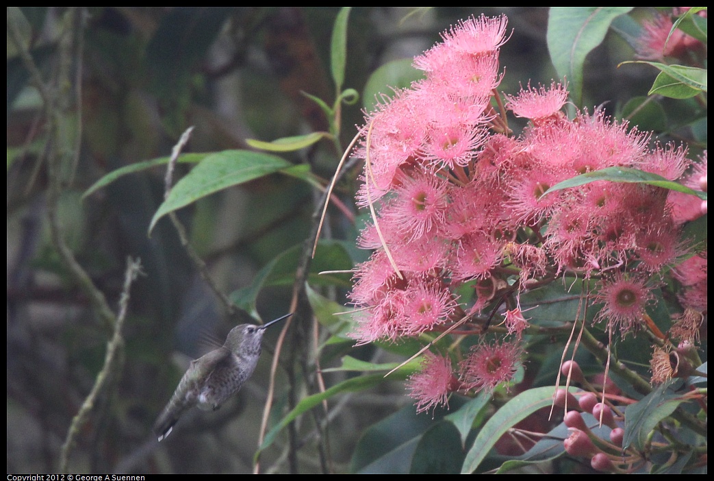 1020-111748-01.jpg - Anna's Hummingbird