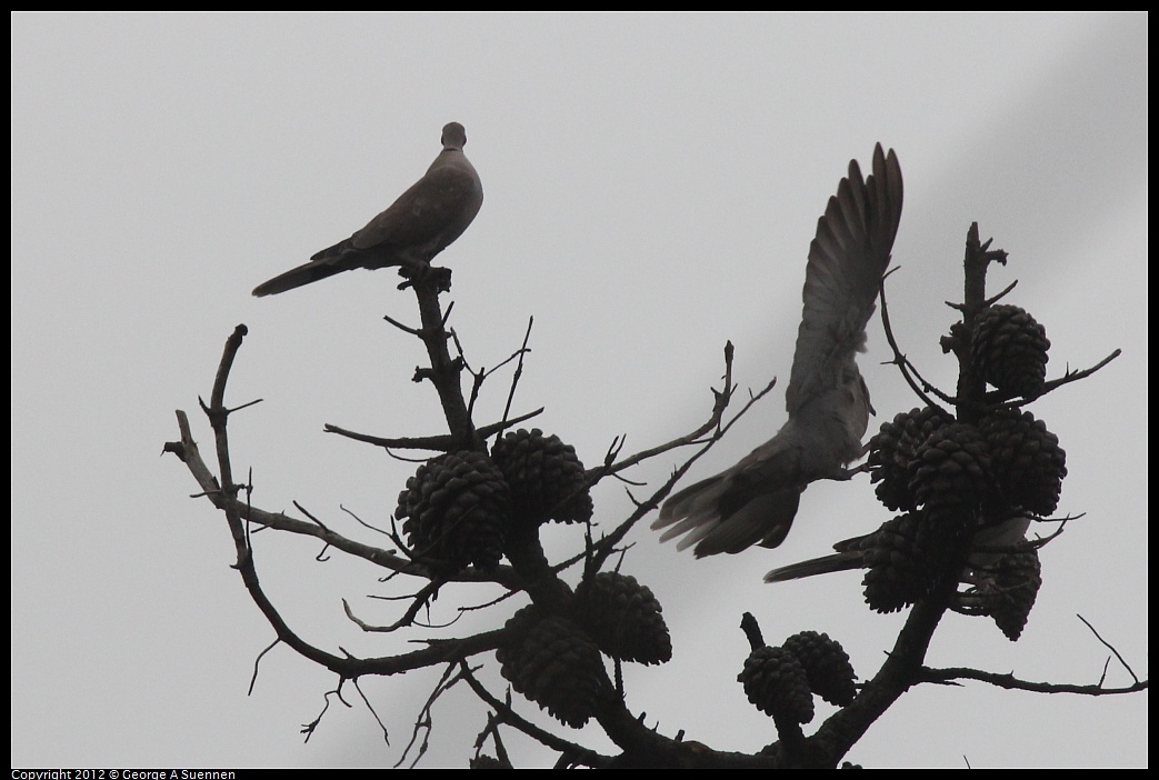 1020-113202-01.jpg - Eurasian Collared-Dove