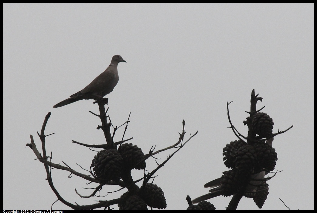 1020-113208-01.jpg - Eurasian Collared-Dove