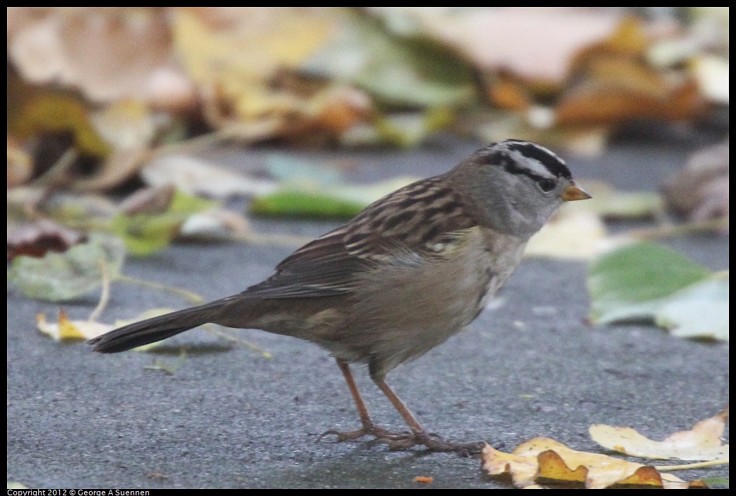 1020-083526-01.jpg - White-crowned Sparrow
