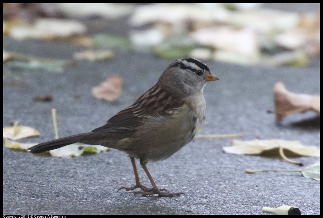 1020-083529-01.jpg - White-crowned Sparrow