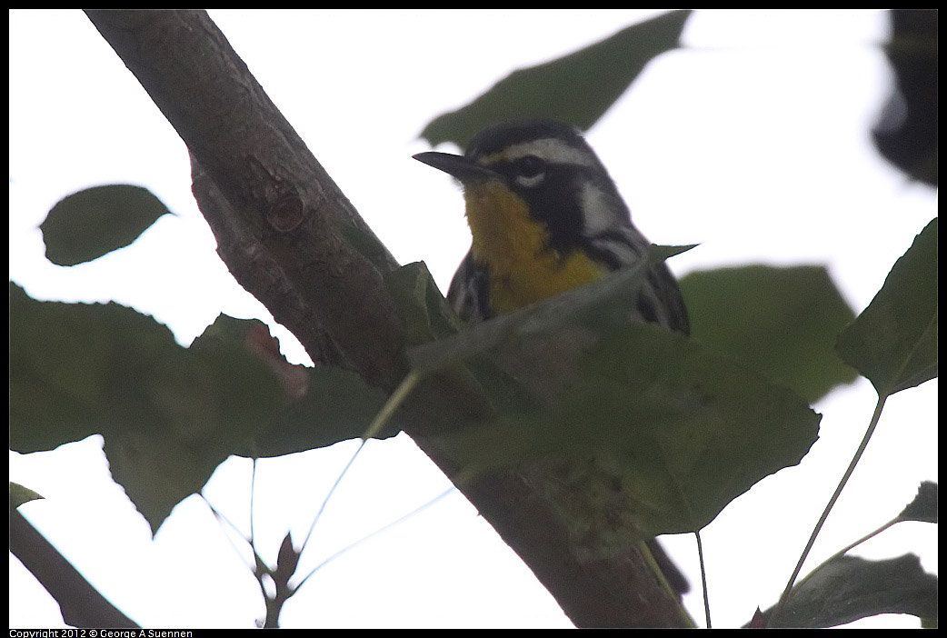 1020-083843-05.jpg - Yellow-throated Warbler
