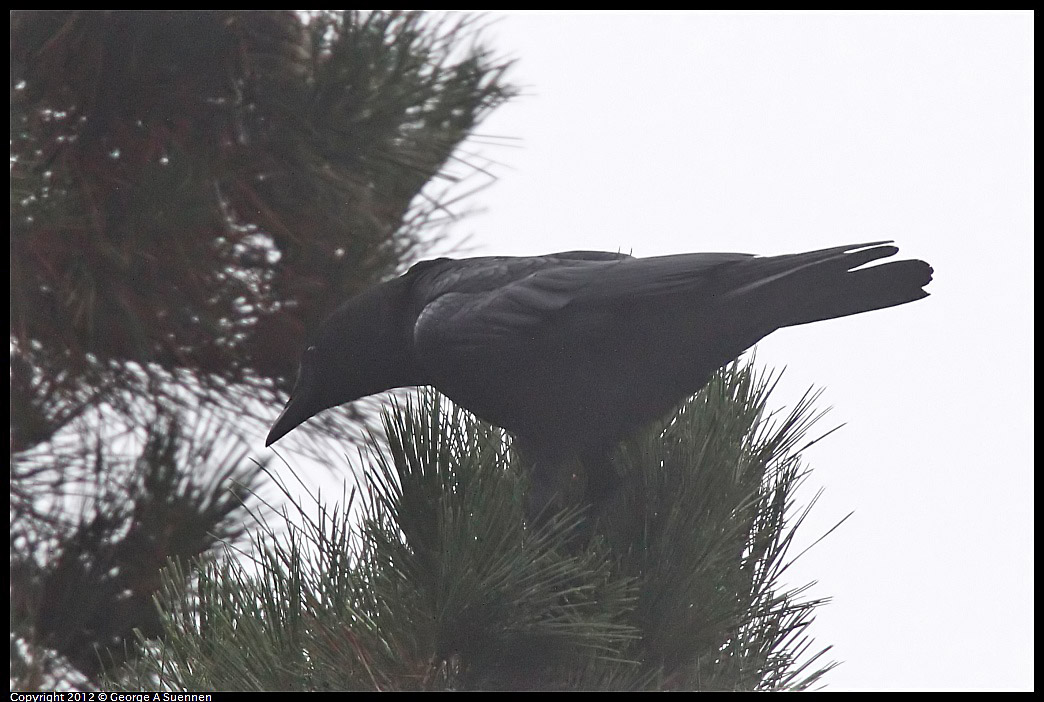 1020-084643-03.jpg - American Crow