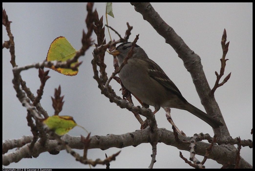 1020-085122-01.jpg - White-crowned Sparrow