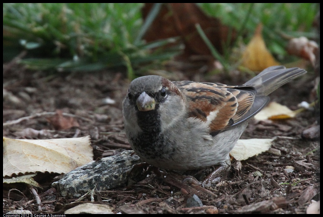 1020-090111-03.jpg - European House Sparrow