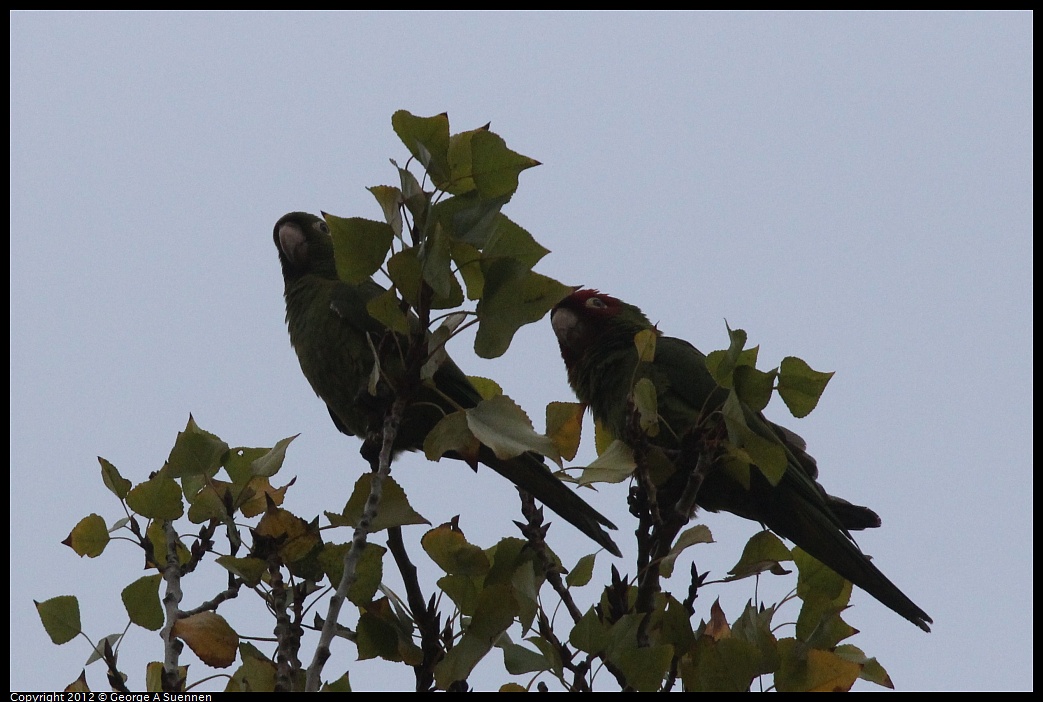 1020-090122-02.jpg - Red-masked Conure