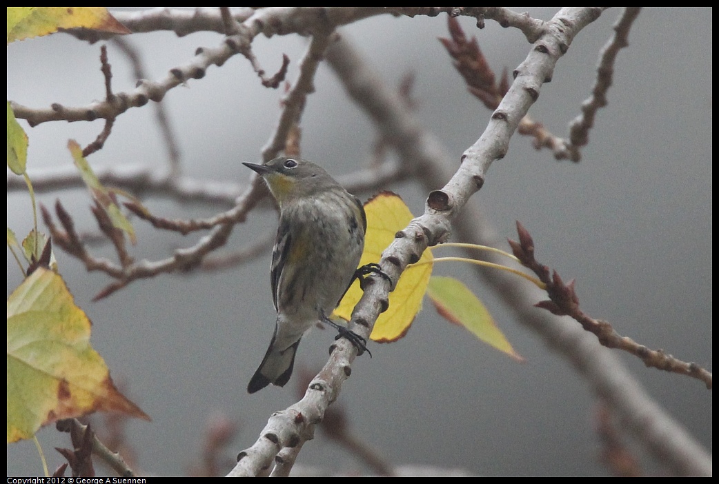 1020-090335-02.jpg - Yellow-rumped Warbler
