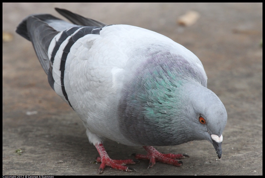 1020-091353-03.jpg - Rock Pigeon