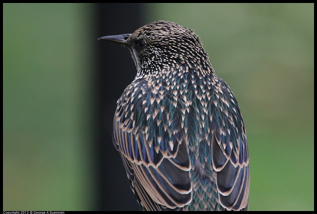 1020-091548-01.jpg - European Starling