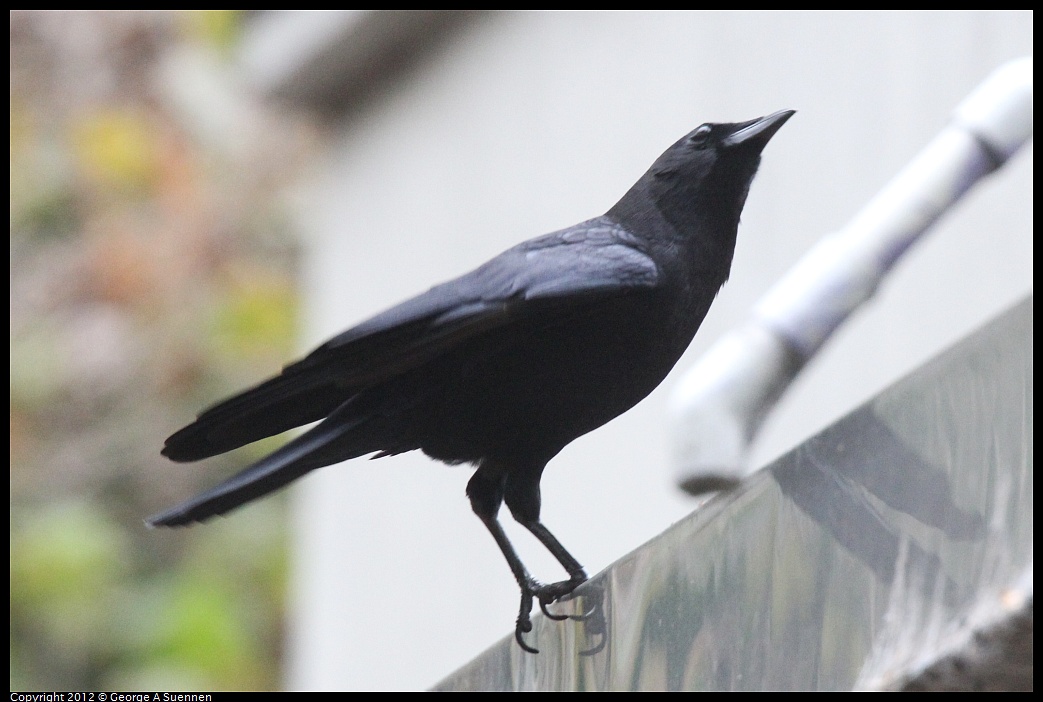 1020-092621-01.jpg - American Crow