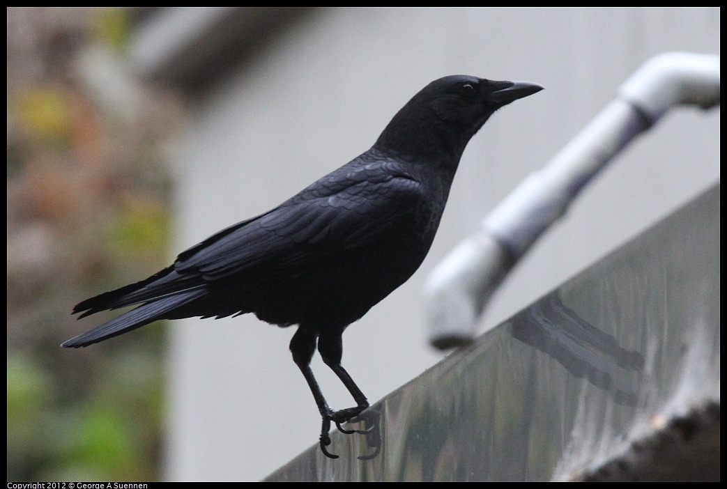 1020-092622-01.jpg - American Crow