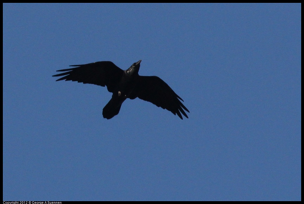 1021-161934-02.jpg - American Crow