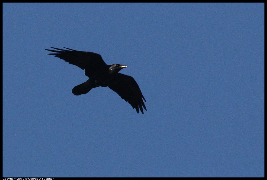 1021-161936-02.jpg - American Crow