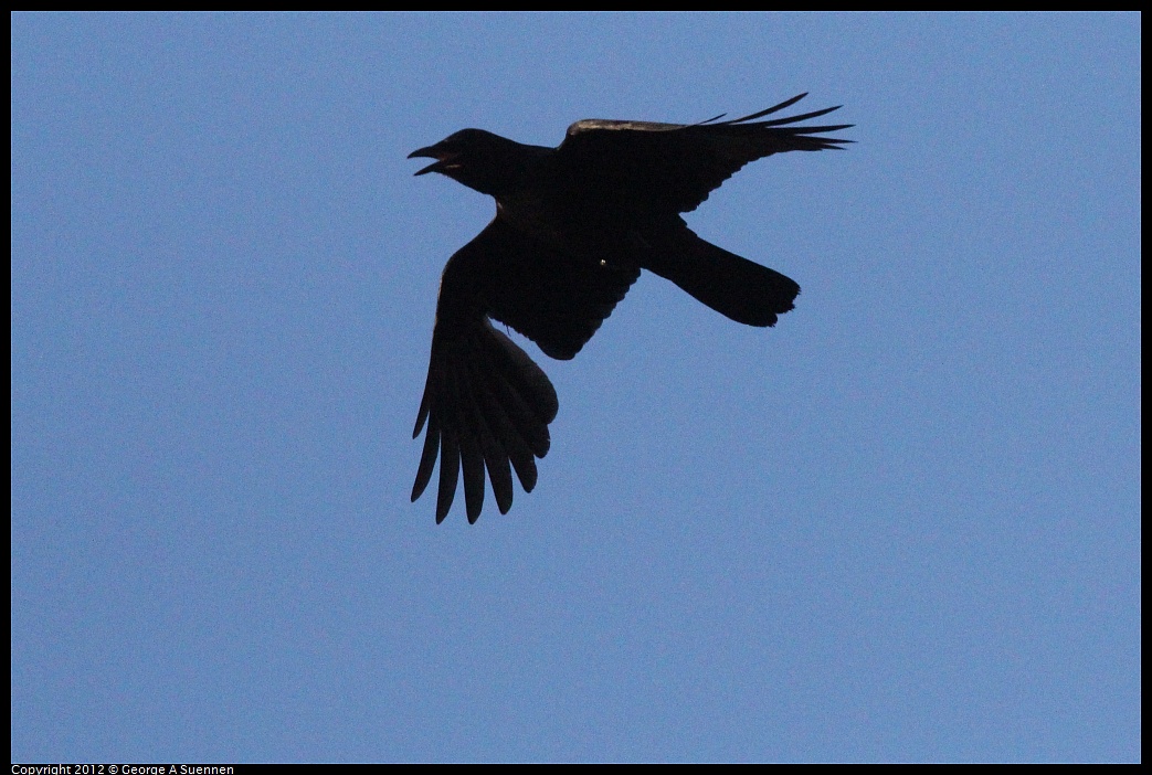 1021-163659-04.jpg - Common Raven