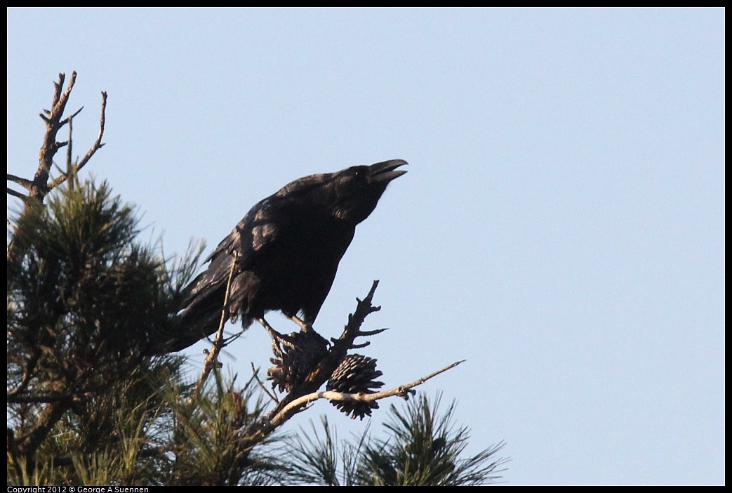 1021-163834-02.jpg - Common Raven