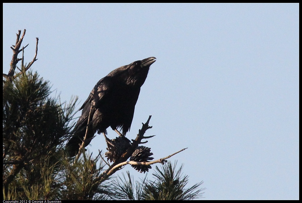 1021-163855-03.jpg - Common Raven