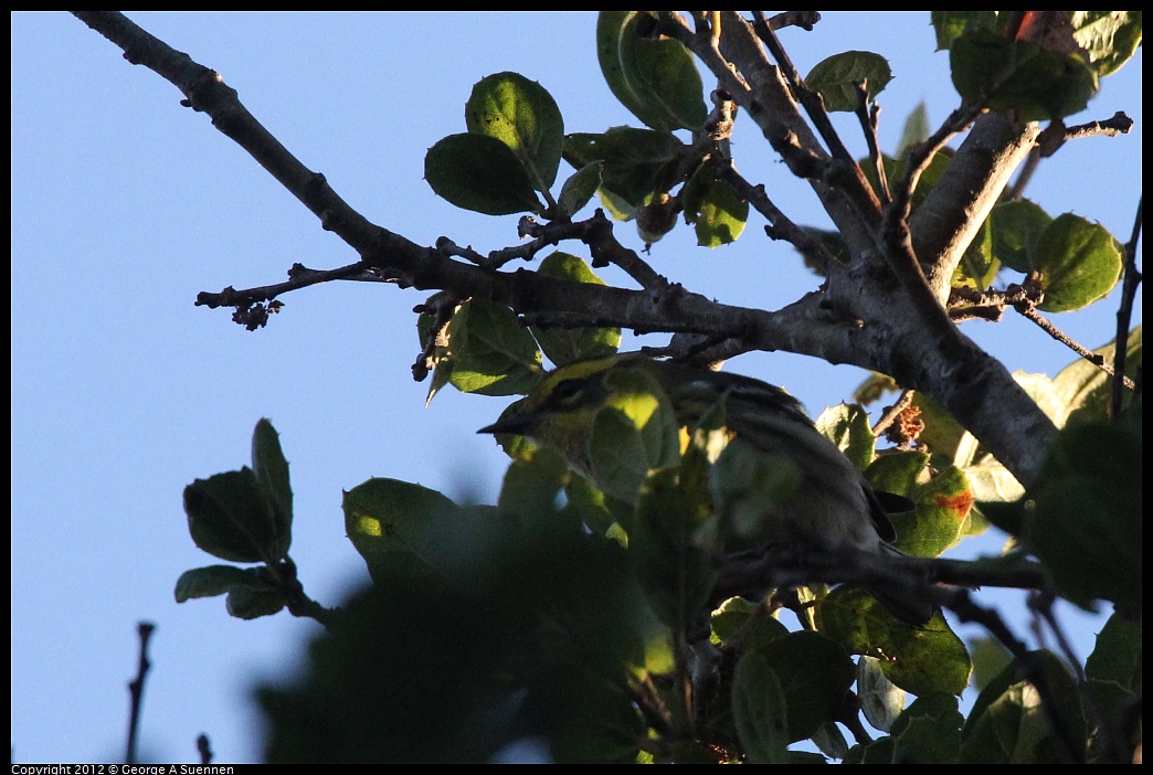 1021-164420-02.jpg - Townsend's Warbler
