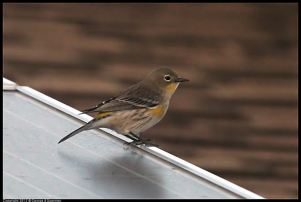 1021-171338-02.jpg - Yellow-rumped Warbler