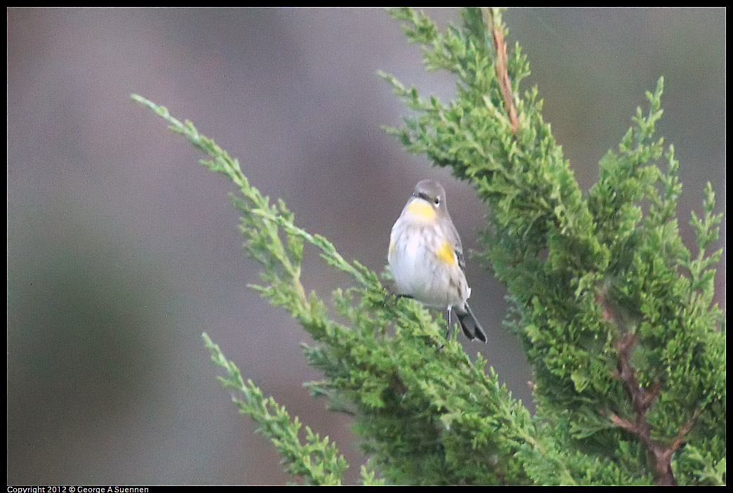 1021-171521-01.jpg - Yellow-rumped Warbler