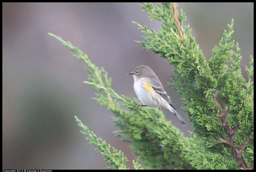1021-171526-02.jpg - Yellow-rumped Warbler