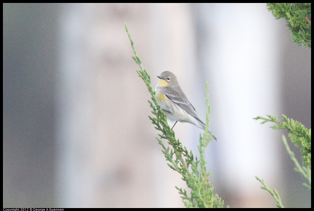 1021-171620-04.jpg - Yellow-rumped Warbler