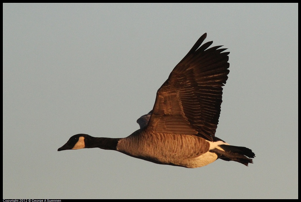 1027-165534-03.jpg - Canada Goose