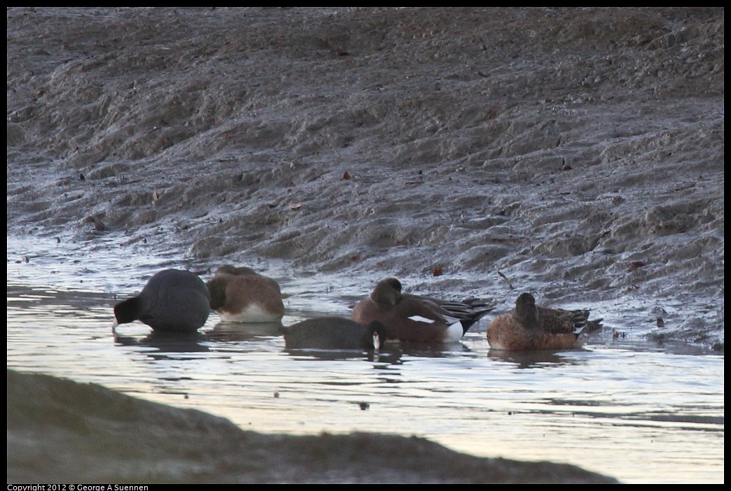 1027-165927-01.jpg - American Wigeon and Coot