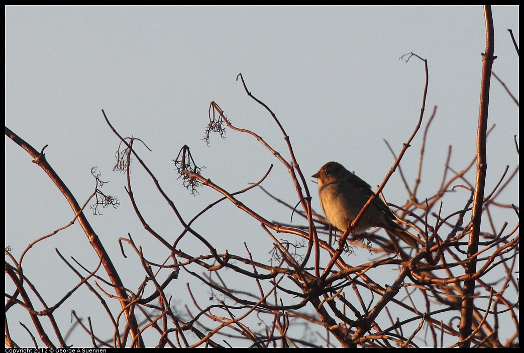1027-165957-01.jpg - White-crowned Sparrow